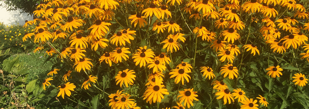 Blumen Blumen