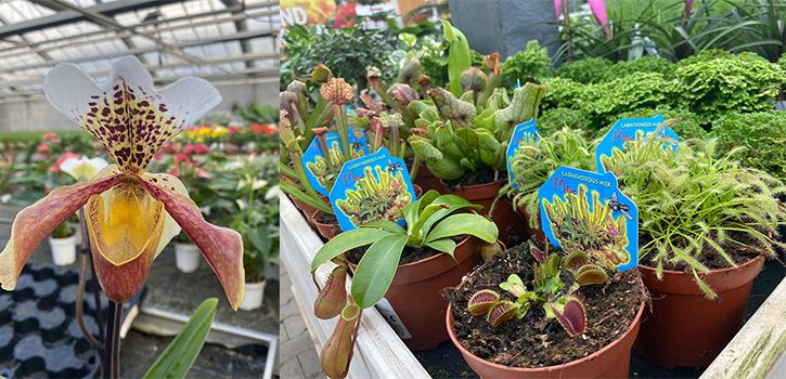 Berghausener Blumentopf in Langenfeld