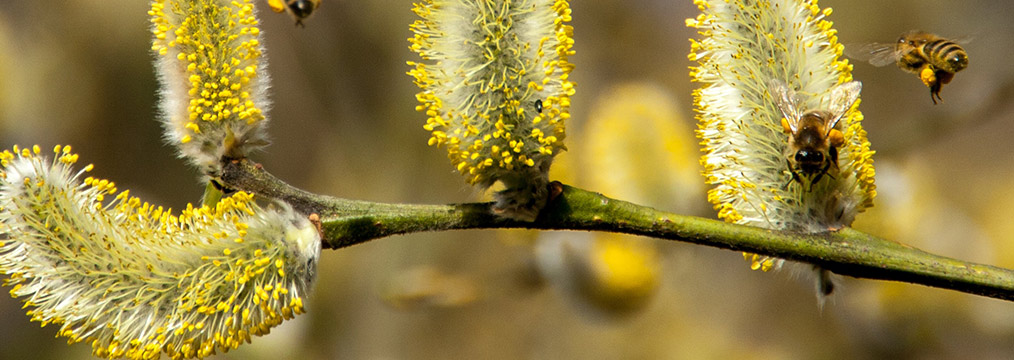Allergologe Allergologe