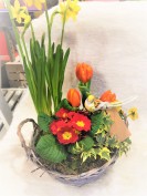 Körbchen bepflanzt mit Frühjahrsblühern Körbchen bepflanzt mit Frühjahrsblühern