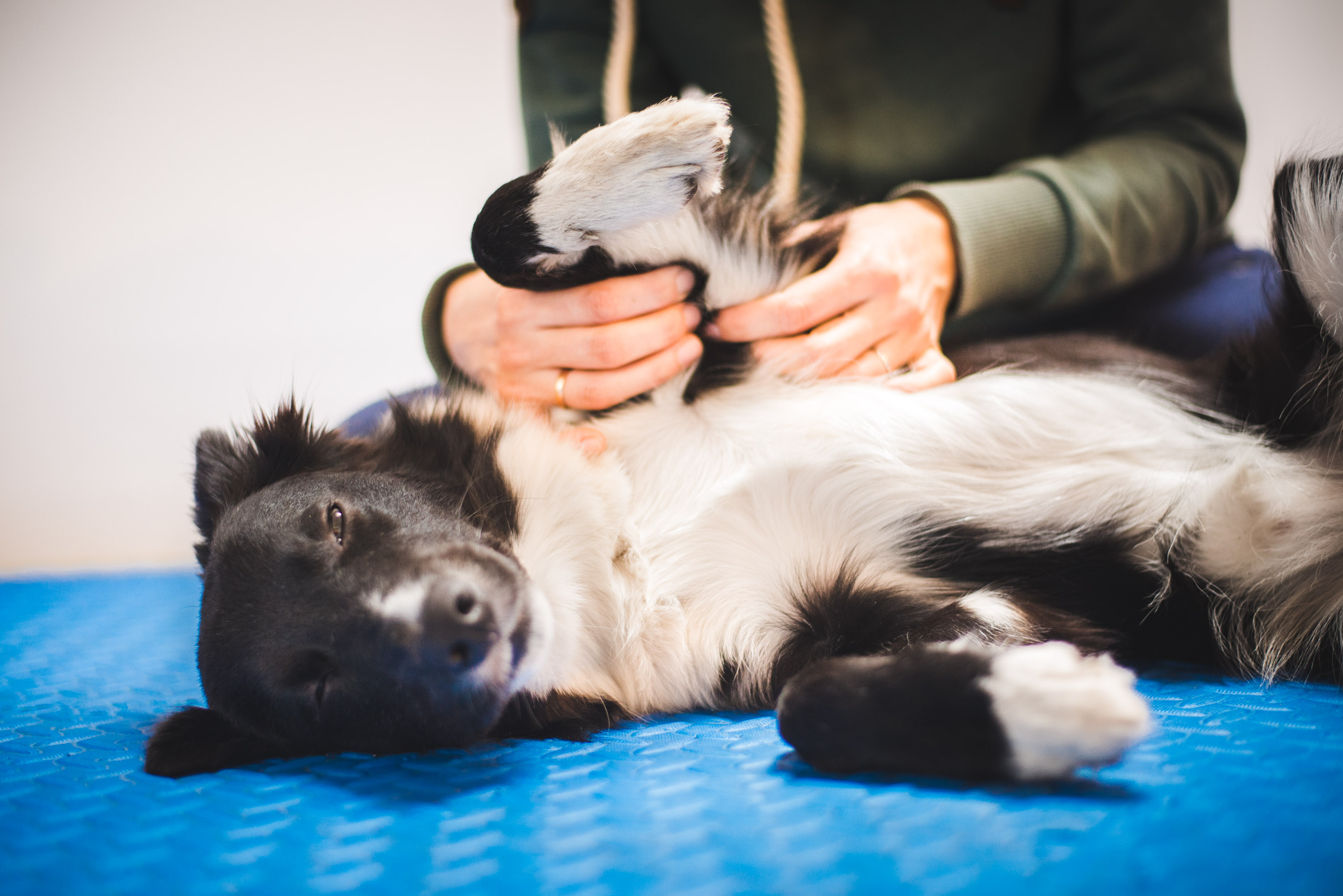Tierphysiotherapie Tierphysiotherapie