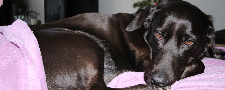 Stadtevergleich Wie Hoch Ist Die Hundesteuer In Hilden