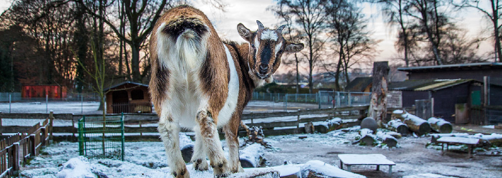 Tierpark Tierpark